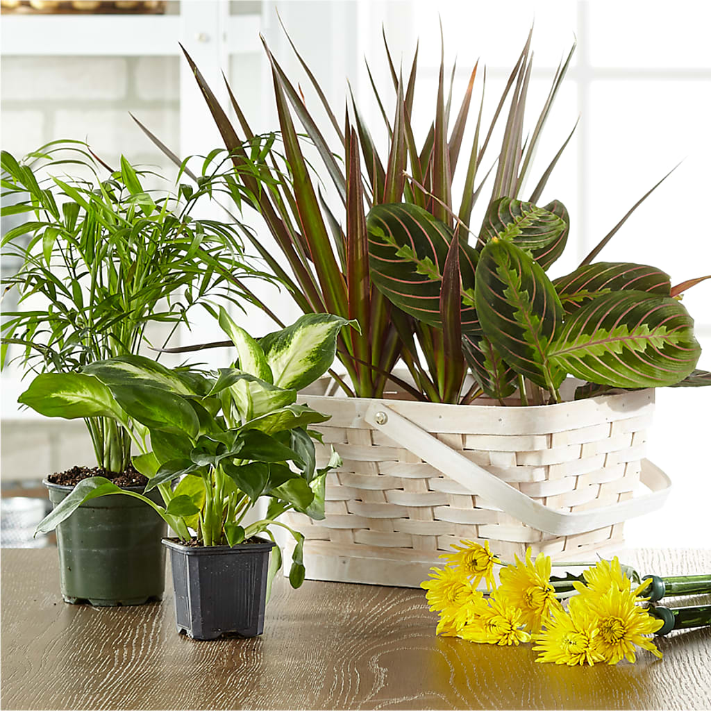 Florist Designed Blooming and Green Plants in a Basket – Petal Pockets, Fontana CA