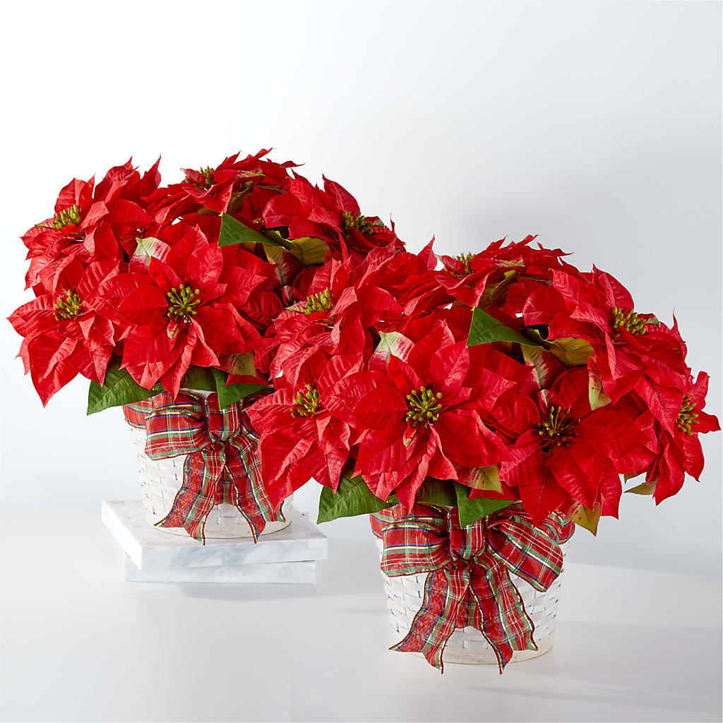 Happiest Holidays Poinsettia Bundle – Petal Pockets, Fontana CA