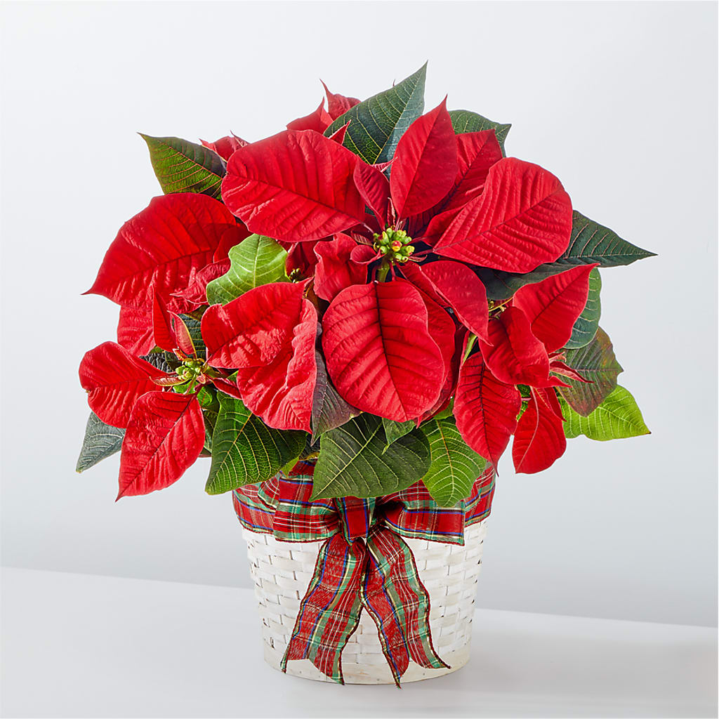 Happiest Holidays Poinsettia – Petal Pockets, Fontana CA