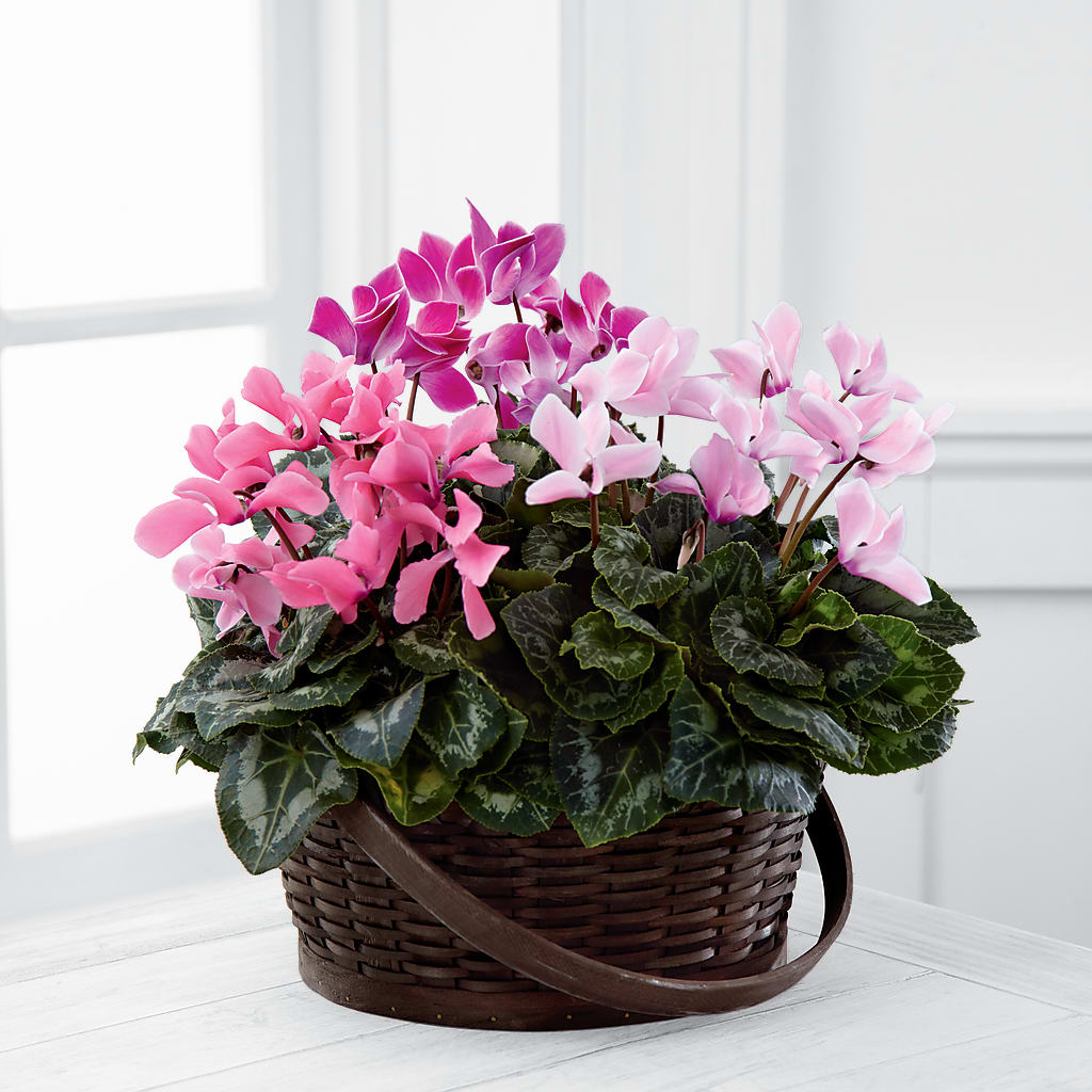 Mixed Cyclamen Planter – Petal Pockets, Fontana CA