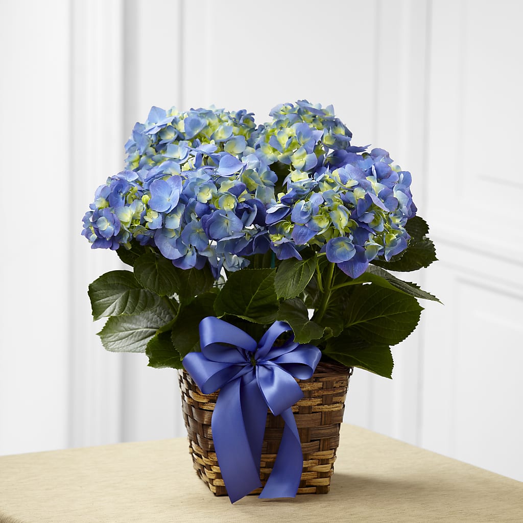 Blue Hydrangea Planter – Petal Pockets, Fontana CA