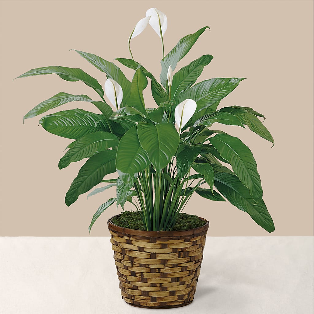 Tranquil Moments Peace Lily Plant – Petal Pockets, Fontana CA