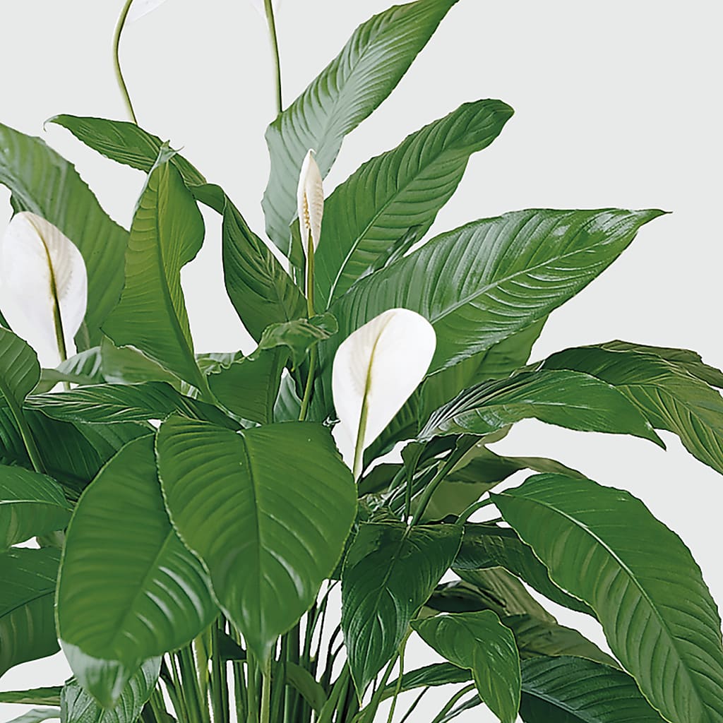 Tranquil Moments Peace Lily Plant – Petal Pockets, Fontana CA