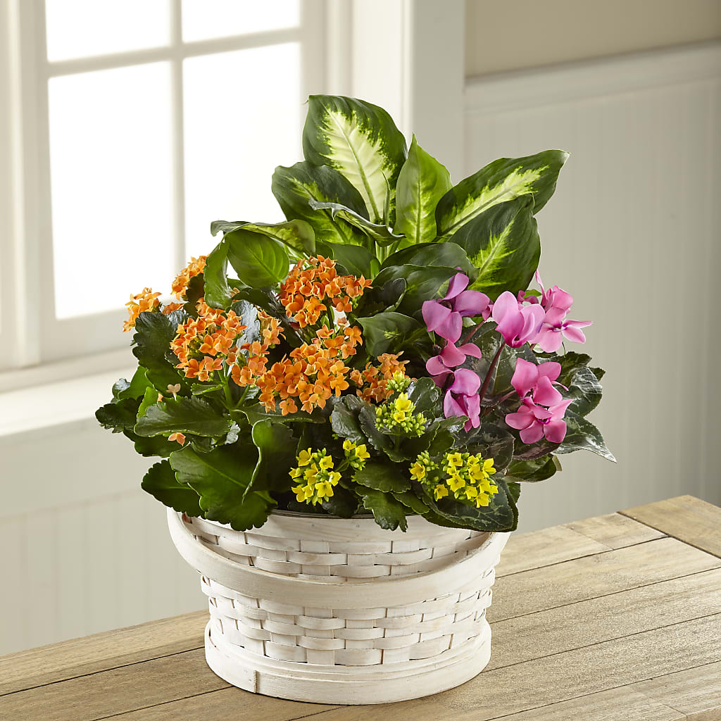Color Crush Dishgarden – Petal Pockets, Fontana CA