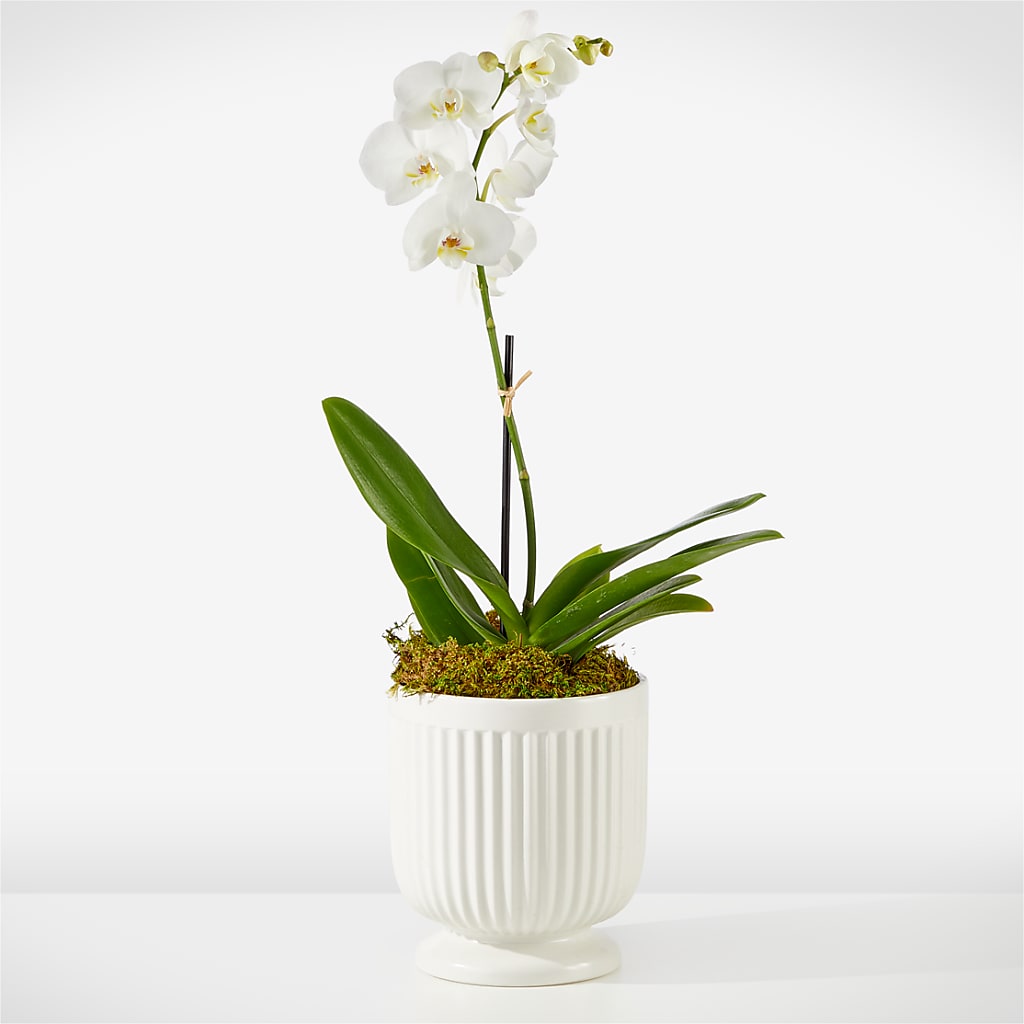 Whispering White Orchid – Petal Pockets, Fontana CA