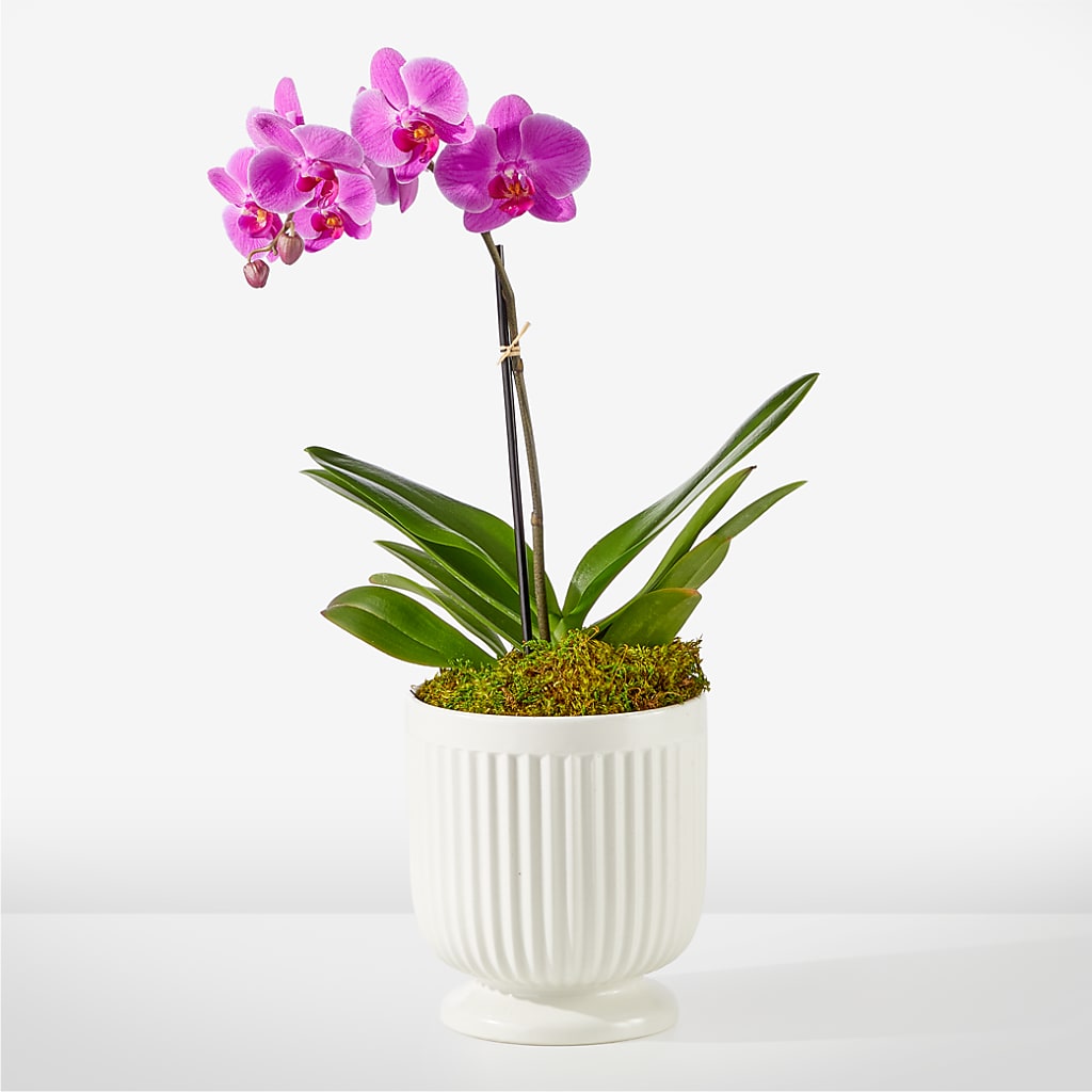 Friendly Fuchsia Orchid – Petal Pockets, Fontana CA