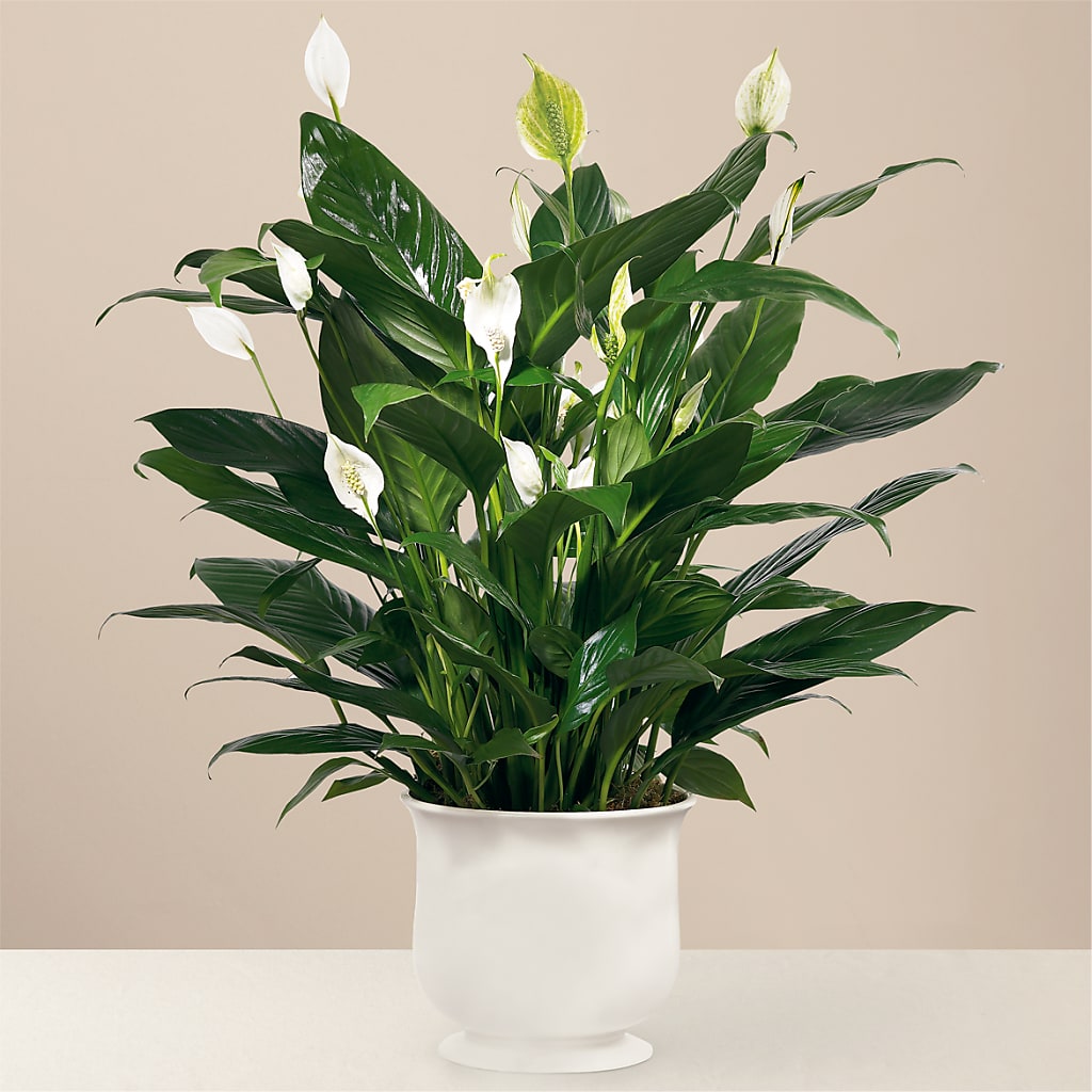 Comfort Planter – Petal Pockets, Fontana CA