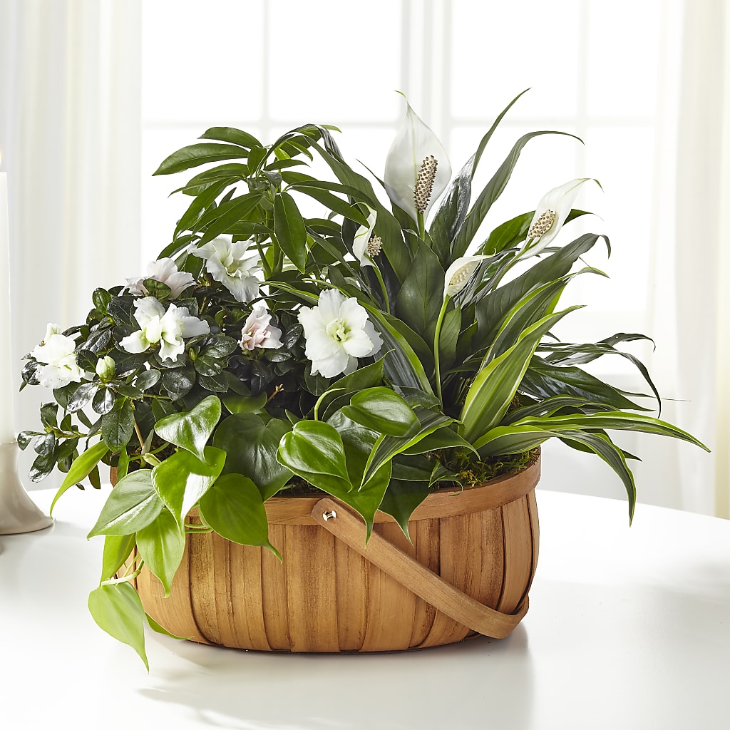 Serene Dishgarden – Petal Pockets, Fontana CA