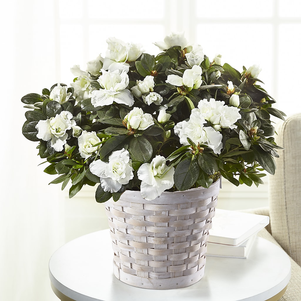 White Azalea Plant – Petal Pockets, Fontana CA