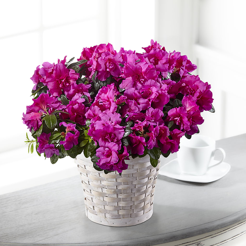 Hope & Serenity Azalea Plant – Petal Pockets, Fontana CA