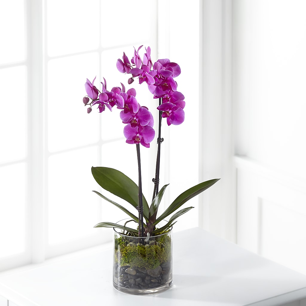 Pink Orchid Plant – Petal Pockets, Fontana CA