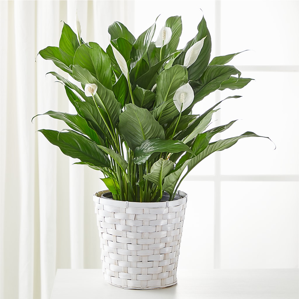 A New Leaf Peace Lily – Petal Pockets, Fontana CA