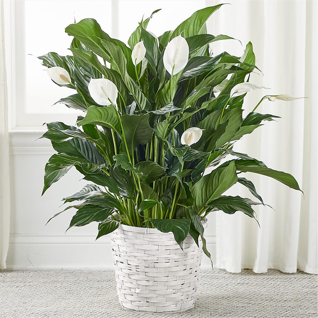 A New Leaf Peace Lily – Petal Pockets, Fontana CA