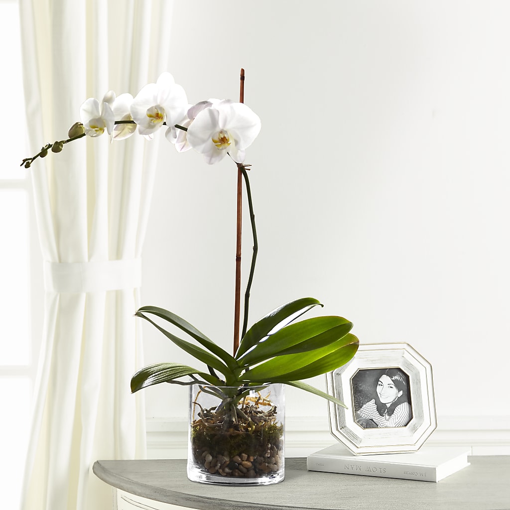 White Orchid Planter – Petal Pockets, Fontana CA