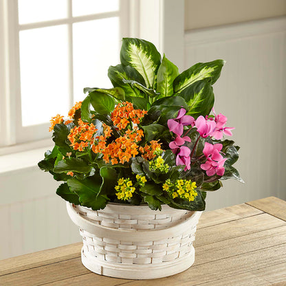 Color Crush Dishgarden –  Petal Pockets, Fontana CA