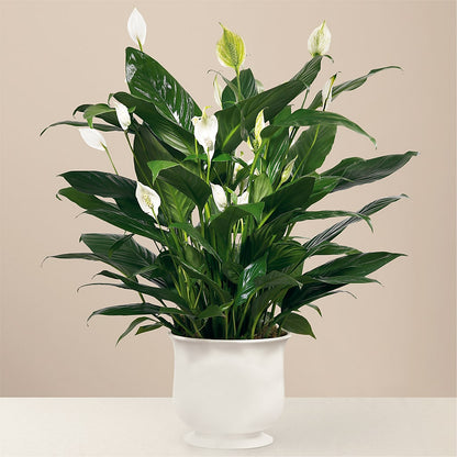 Comfort Planter –  Petal Pockets, Fontana CA