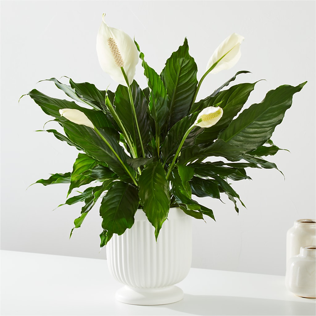 Comfort Planter –  Petal Pockets, Fontana CA