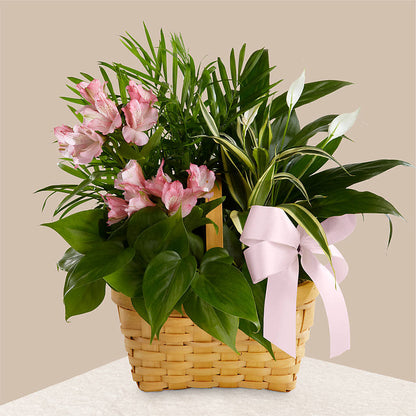 Living Spirit Dishgarden –  Petal Pockets, Fontana CA