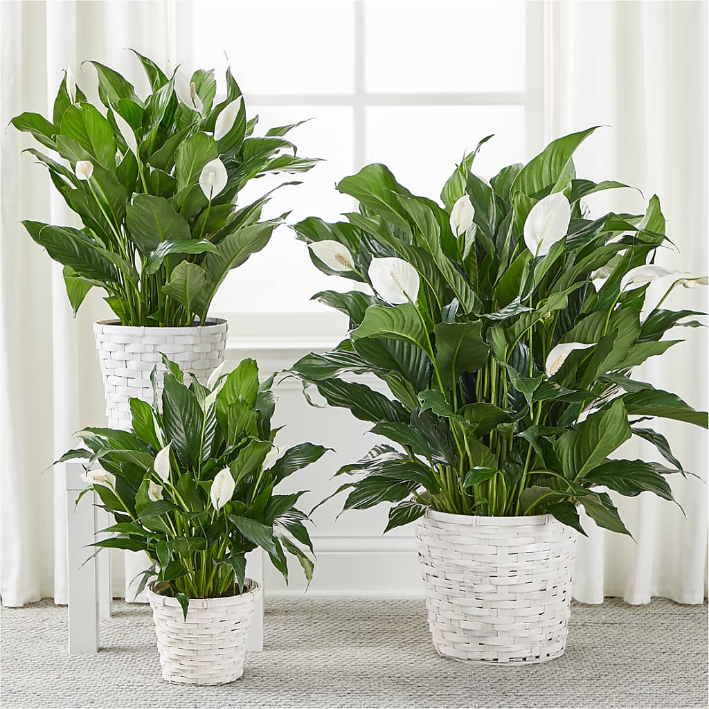 A New Leaf Peace Lily –  Petal Pockets, Fontana CA