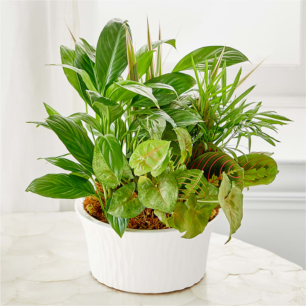 Balance & Harmony Dishgarden –  Petal Pockets, Fontana CA