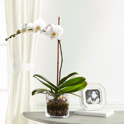 White Orchid Planter –  Petal Pockets, Fontana CA